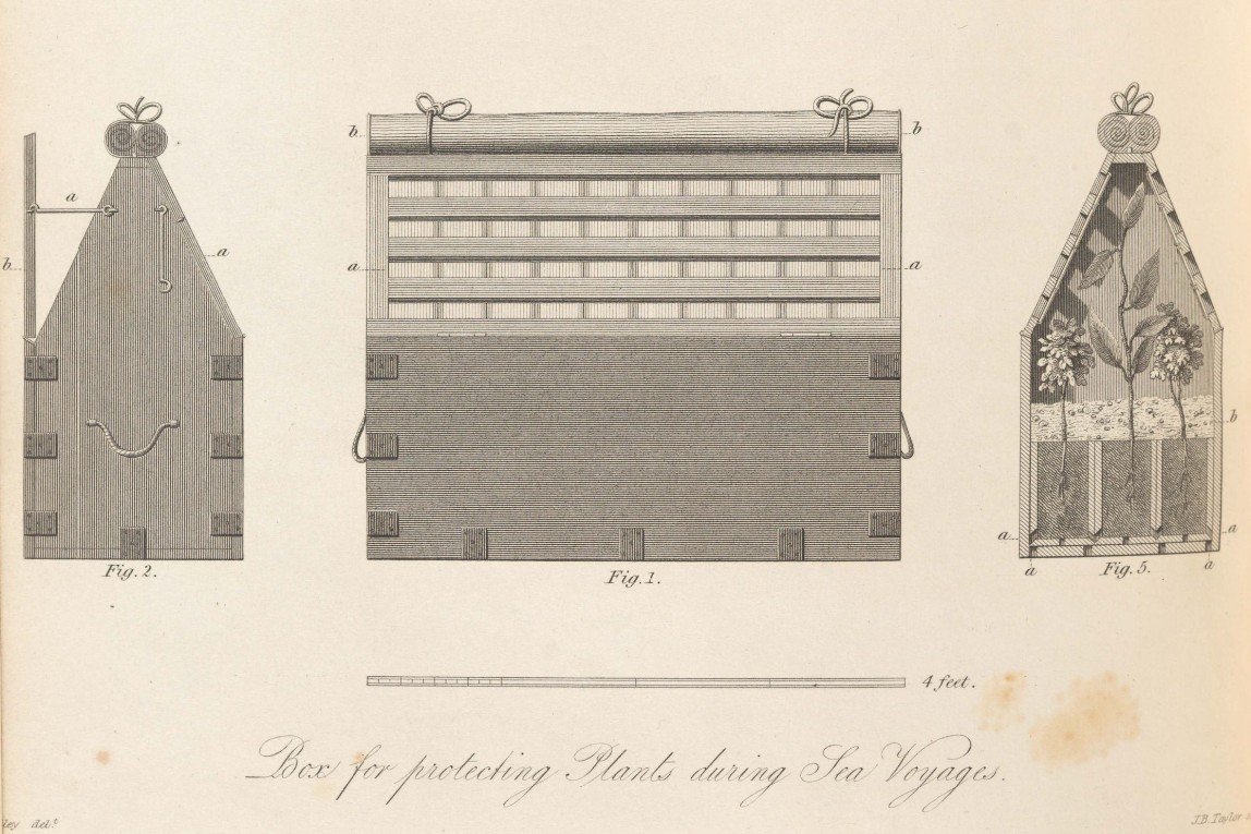 Illustration from John Lindley ‘Instructions for Packing Living Plants in Foreign Countries’ in Transactions of the Horticultural Society of London Vol 5 (1824) 