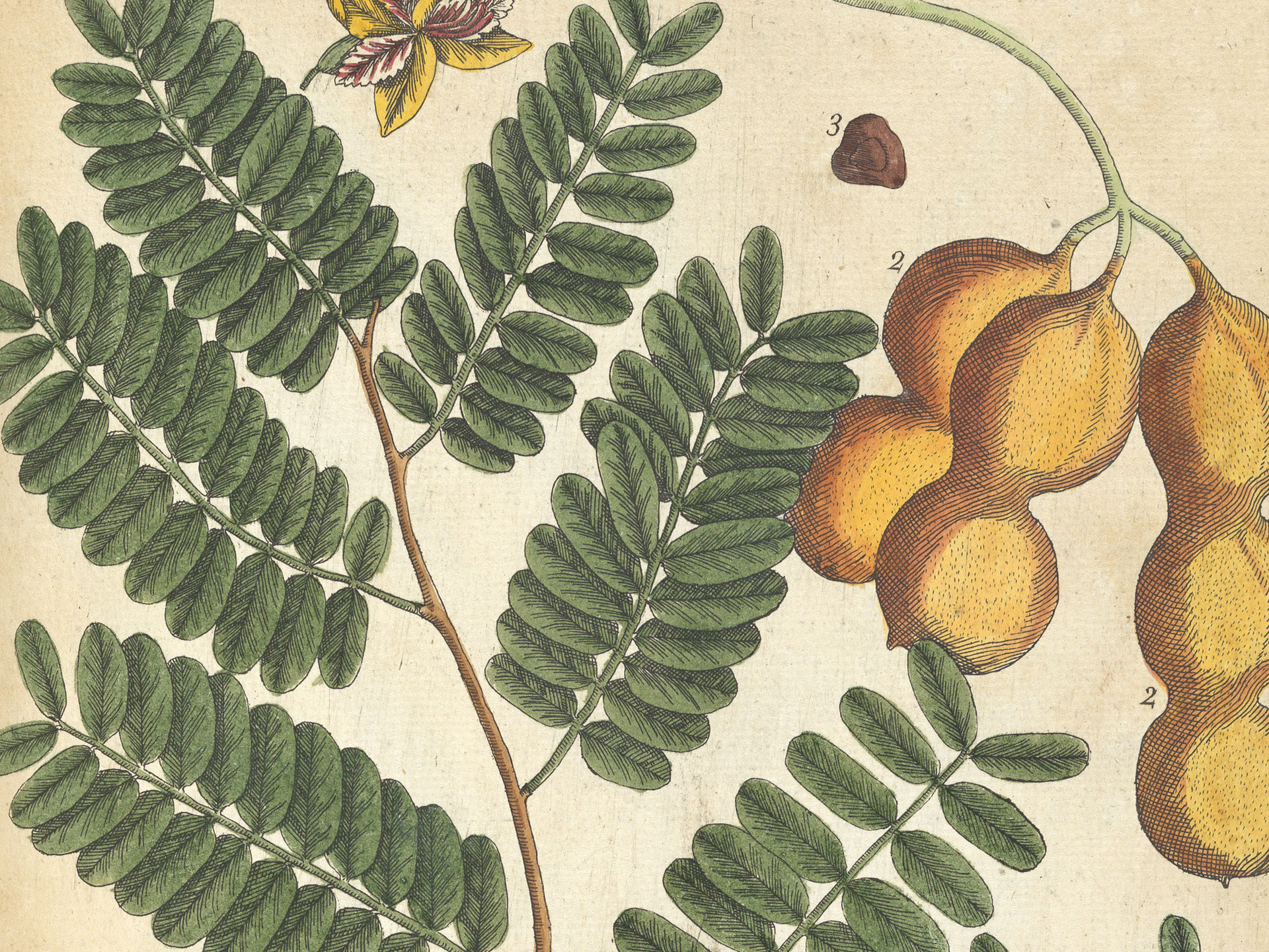 Elizabeth Blackwell's Curious Herbal